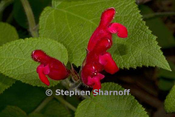 salvia univerticillata 2 graphic